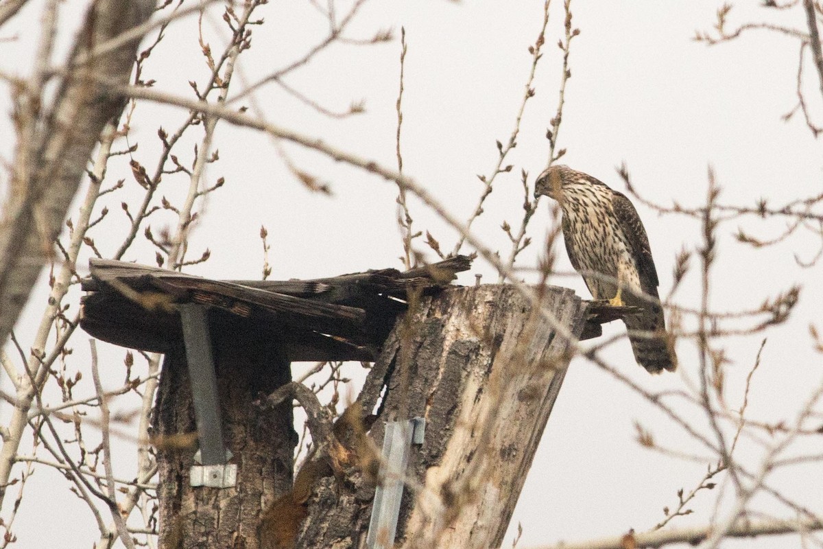 American Goshawk - ML75481051