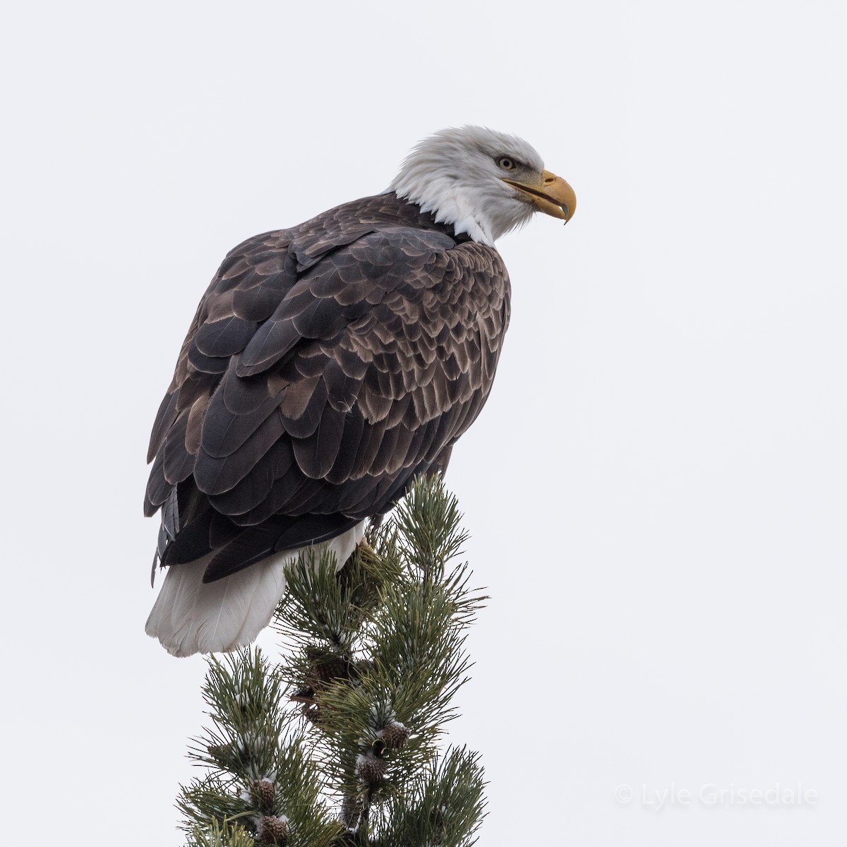 Bald Eagle - Lyle Grisedale