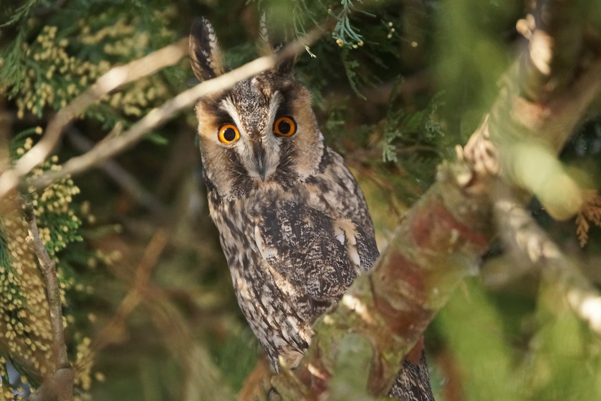 Long-eared Owl - Heiko Heerklotz