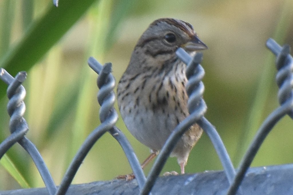 Lincoln's Sparrow - ML75488651