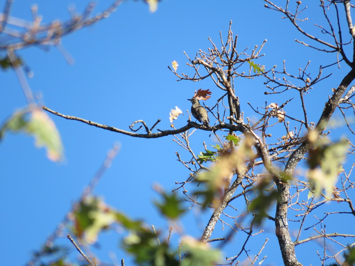 Mistle Thrush - Jesús Calderón