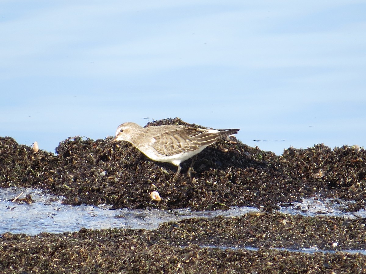 Weißbürzel-Strandläufer - ML75491581