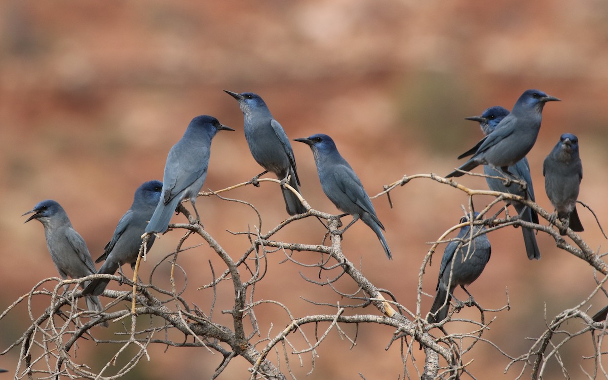 Pinyon Jay - Mike "mlovest" Miller