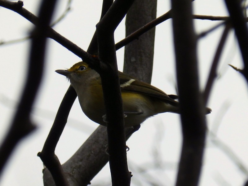 White-eyed Vireo - Lancy Cheng