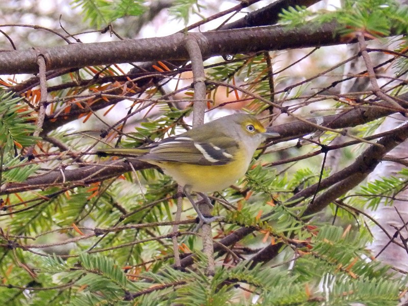 White-eyed Vireo - ML75493561