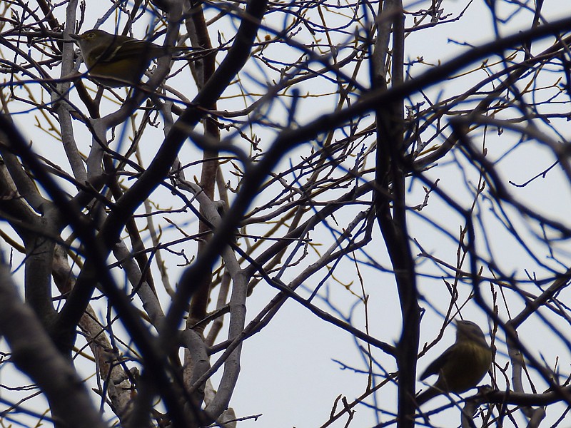 Orange-crowned Warbler - ML75493691