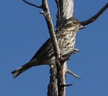 Cassin's Finch - Mike "mlovest" Miller