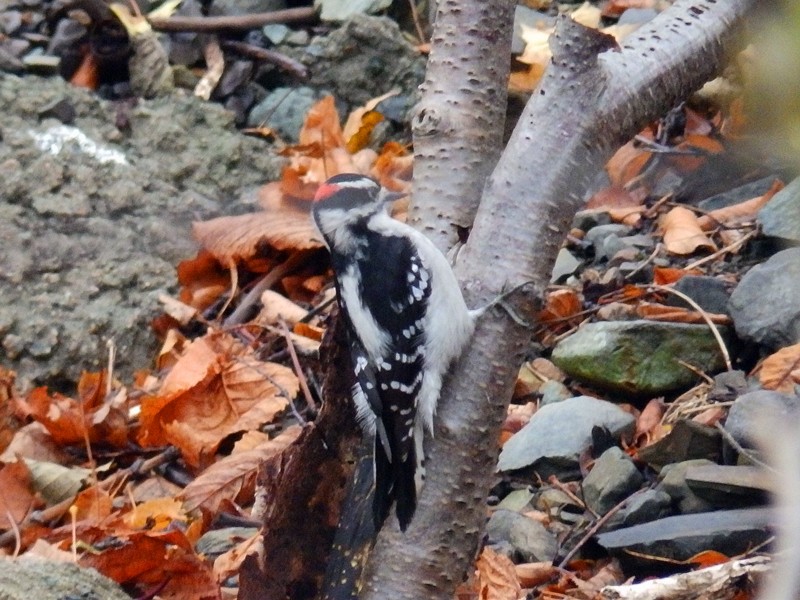 Downy Woodpecker - ML75493891