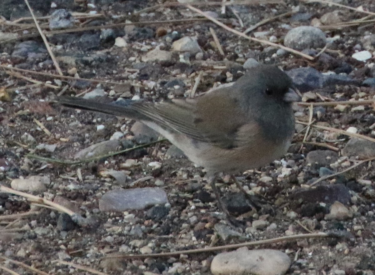 Dark-eyed Junco - Mike "mlovest" Miller