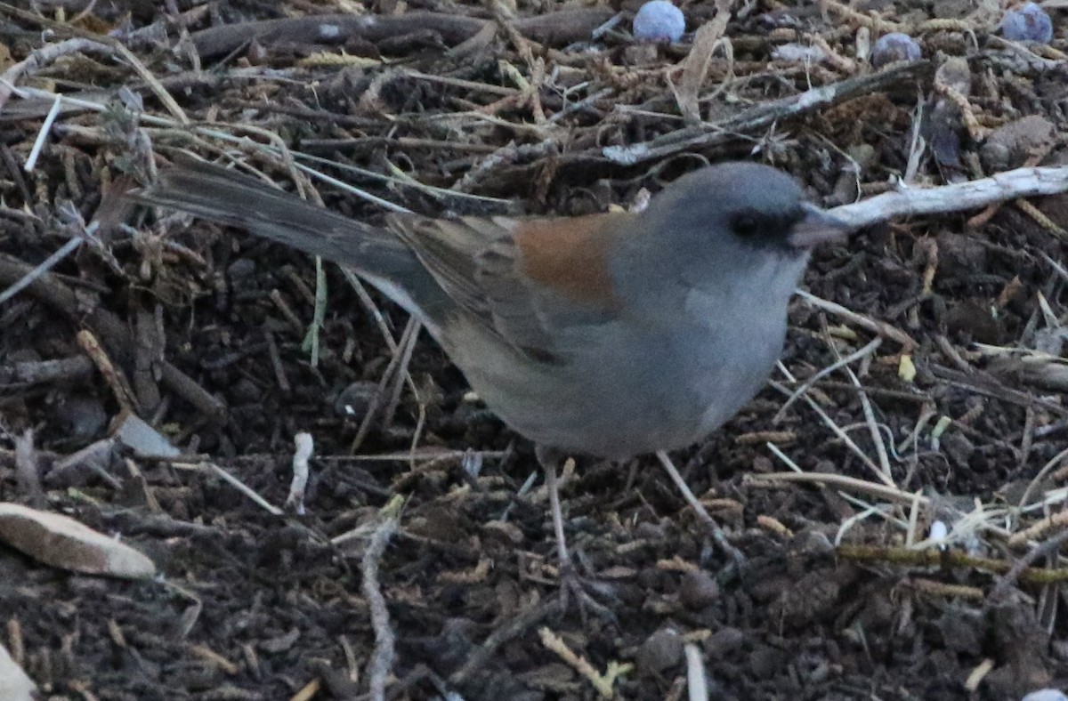 Dark-eyed Junco - Mike "mlovest" Miller