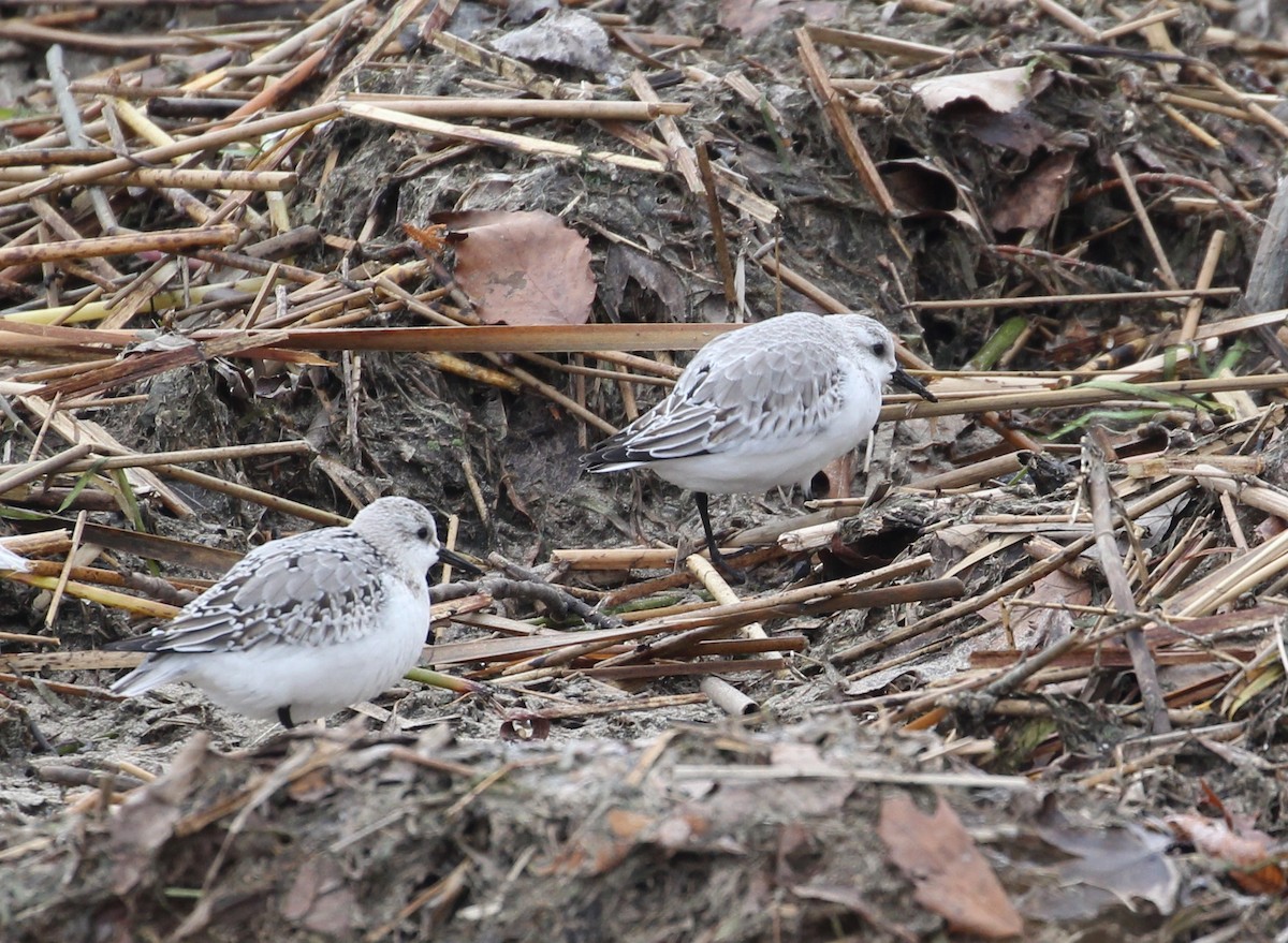 Sanderling - ML75494111