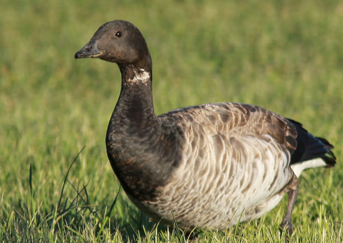 Barnacla Carinegra - ML75495611