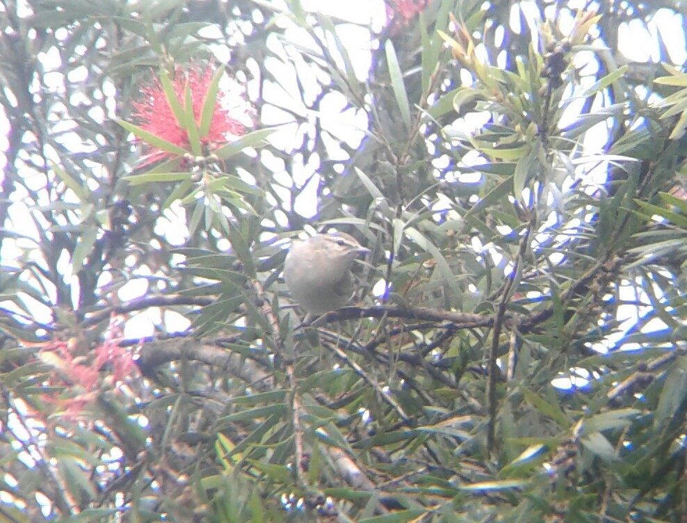 Tennessee Warbler - ML75495951