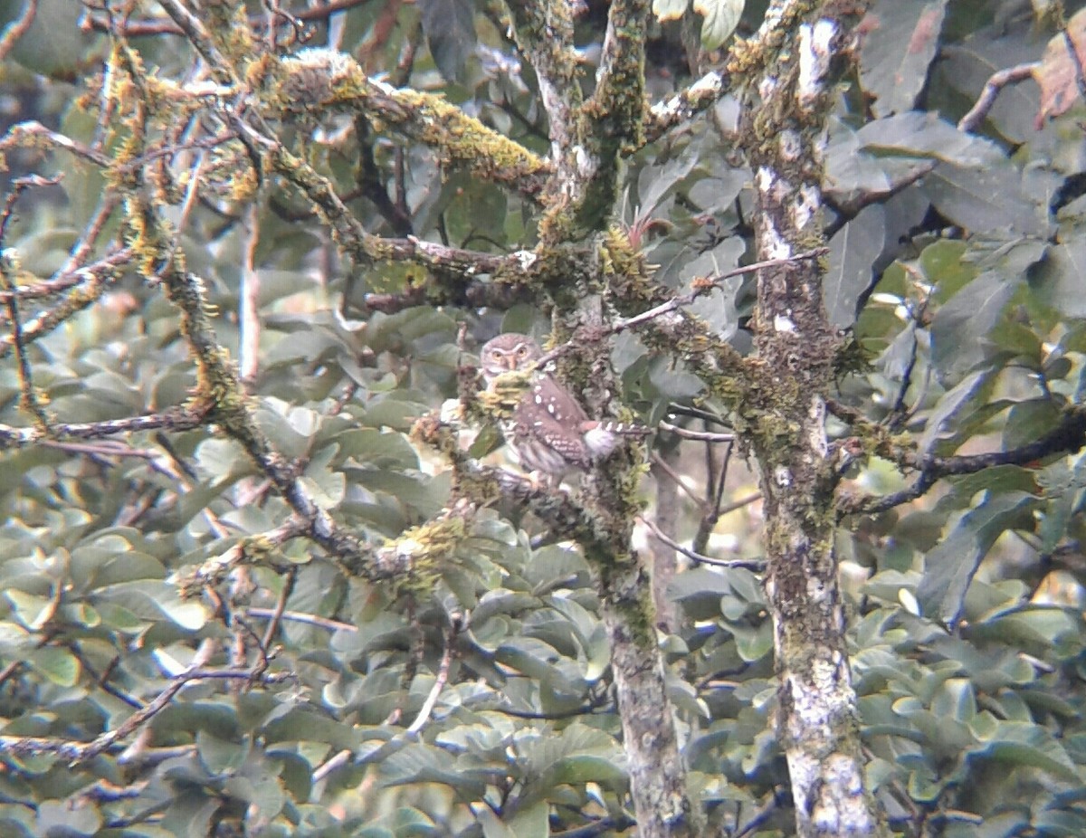 Ferruginous Pygmy-Owl - ML75496021