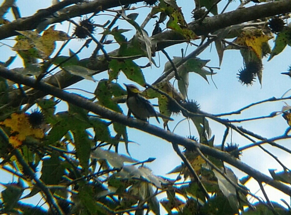 Golden-cheeked Warbler - ML75496351