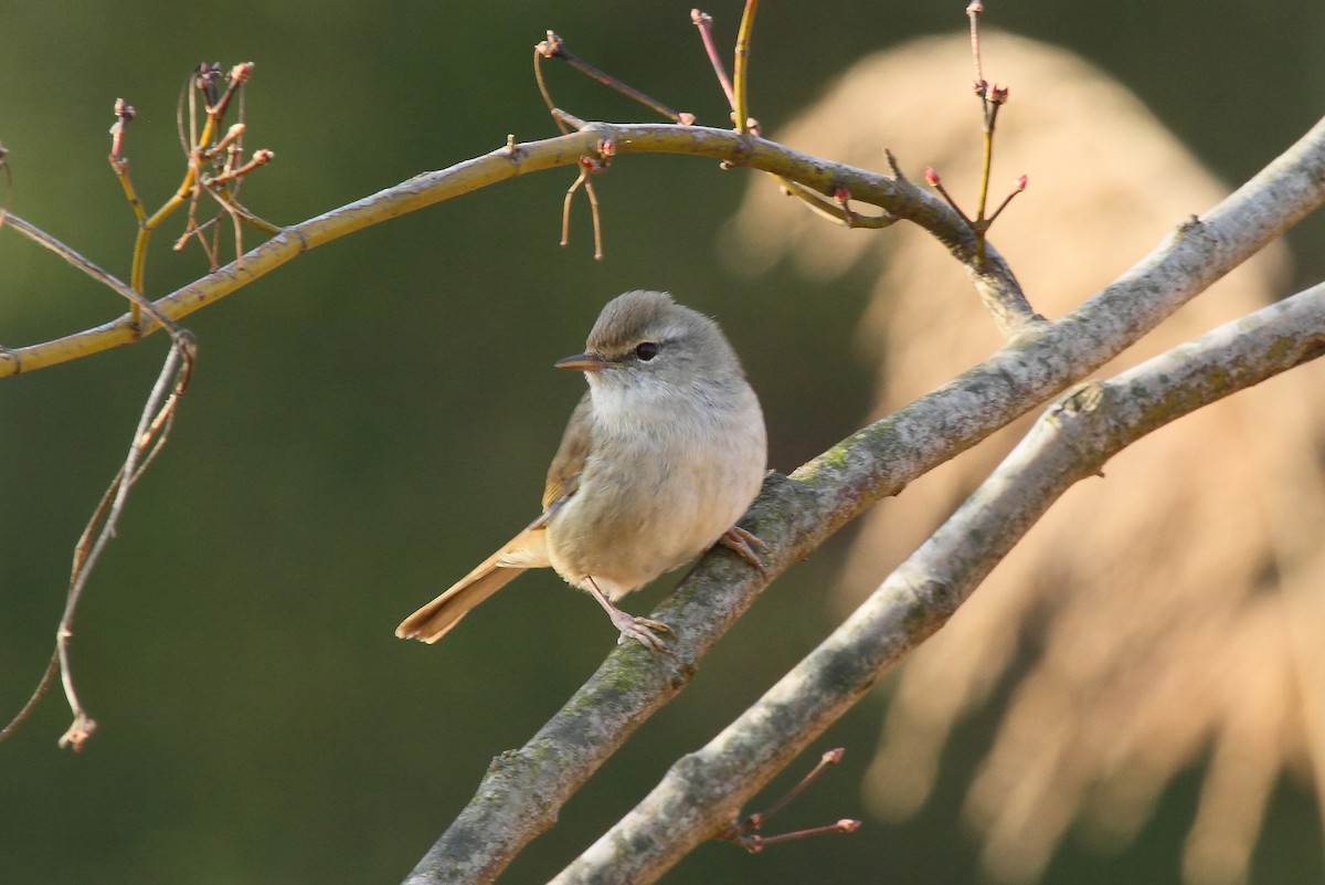 Japanese Bush Warbler - Patrick J. Blake