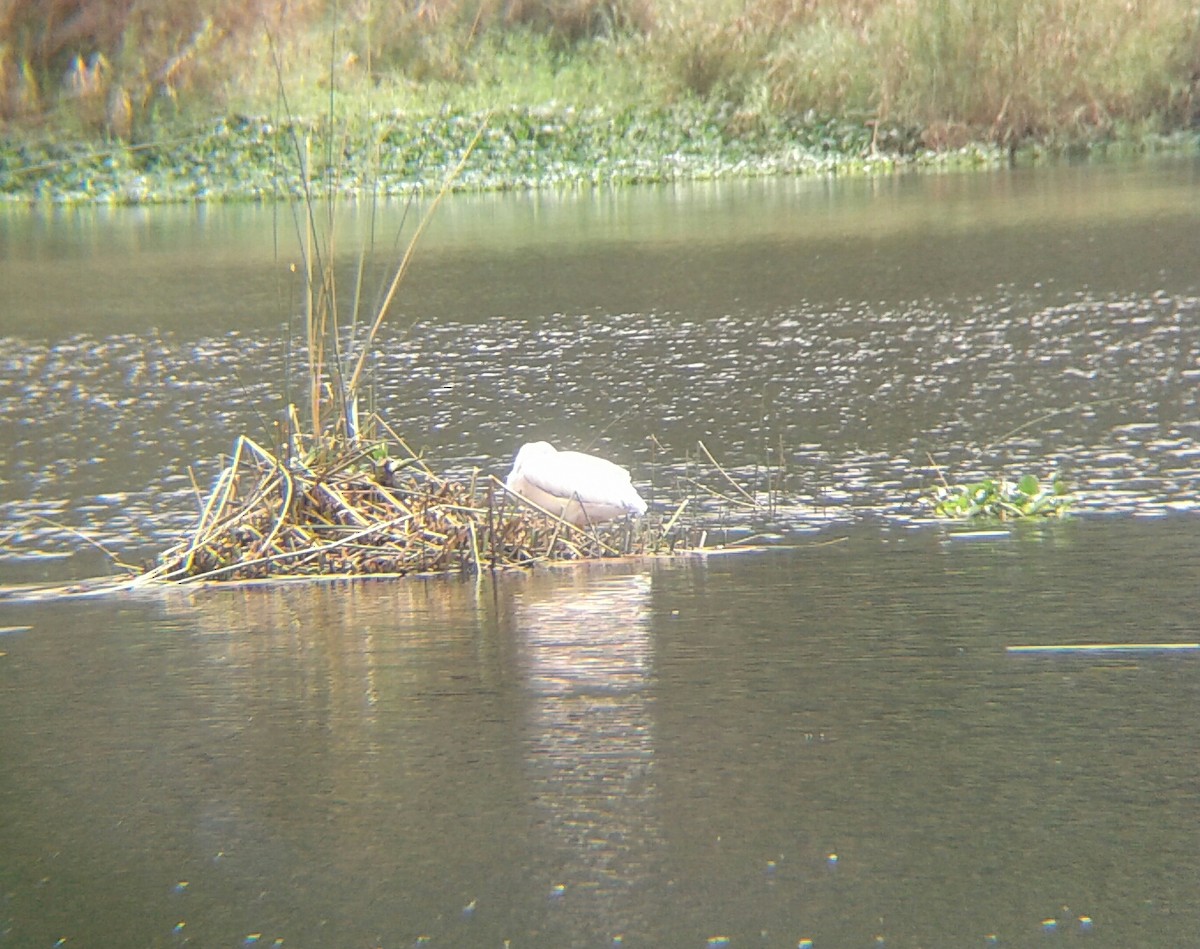 American White Pelican - Rudy Botzoc @ChileroBirding