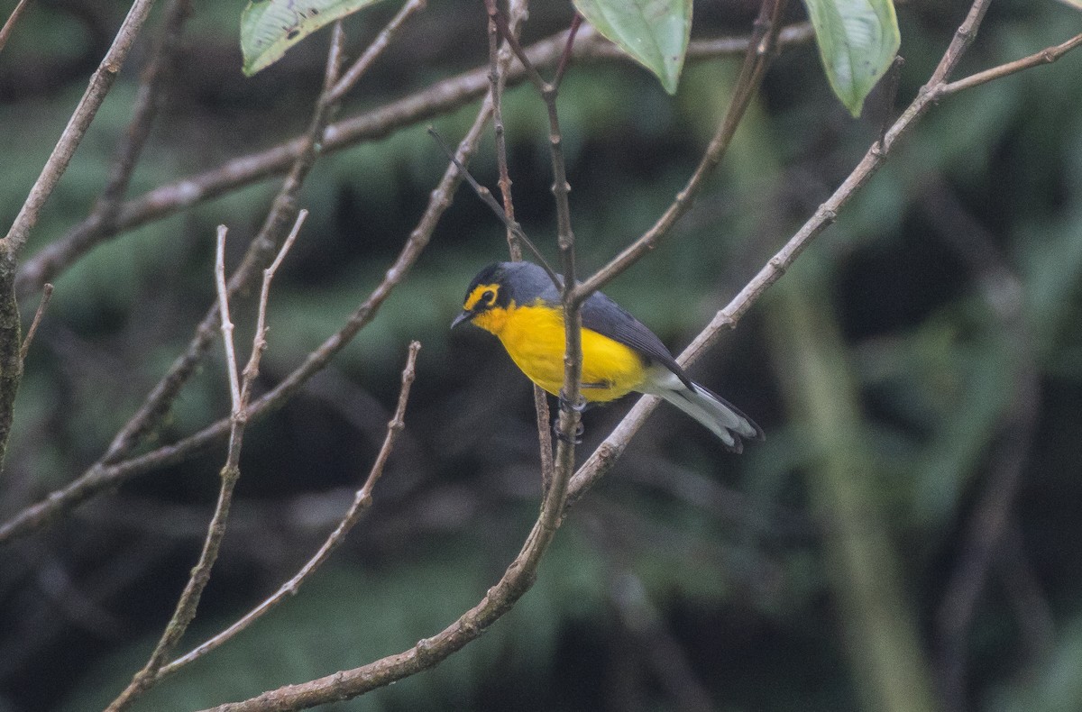 Spectacled Redstart - ML75497921