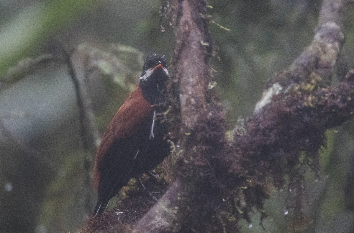 White-eared Solitaire - ML75498071