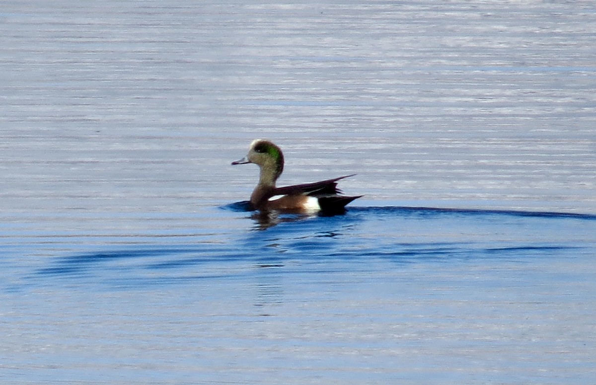 American Wigeon - ML75499771