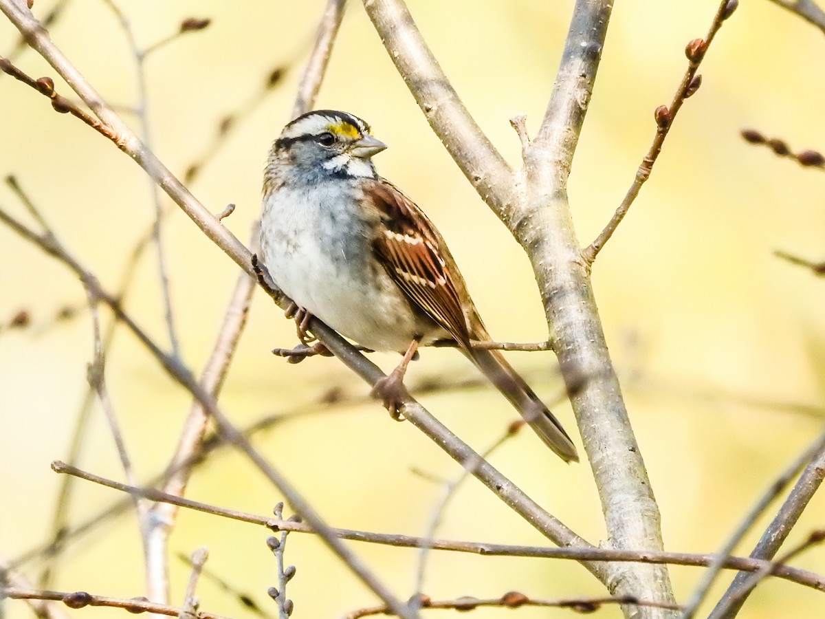 White-throated Sparrow - ML75501351