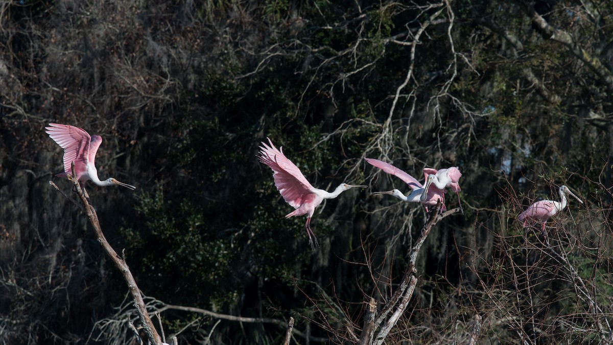 Roseate Spoonbill - ML75502241