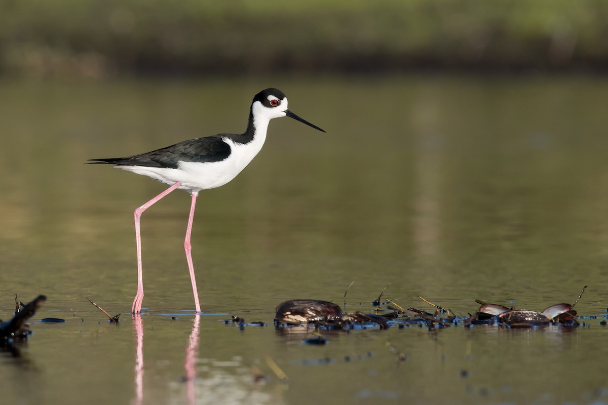 Black-necked Stilt - Melissa James