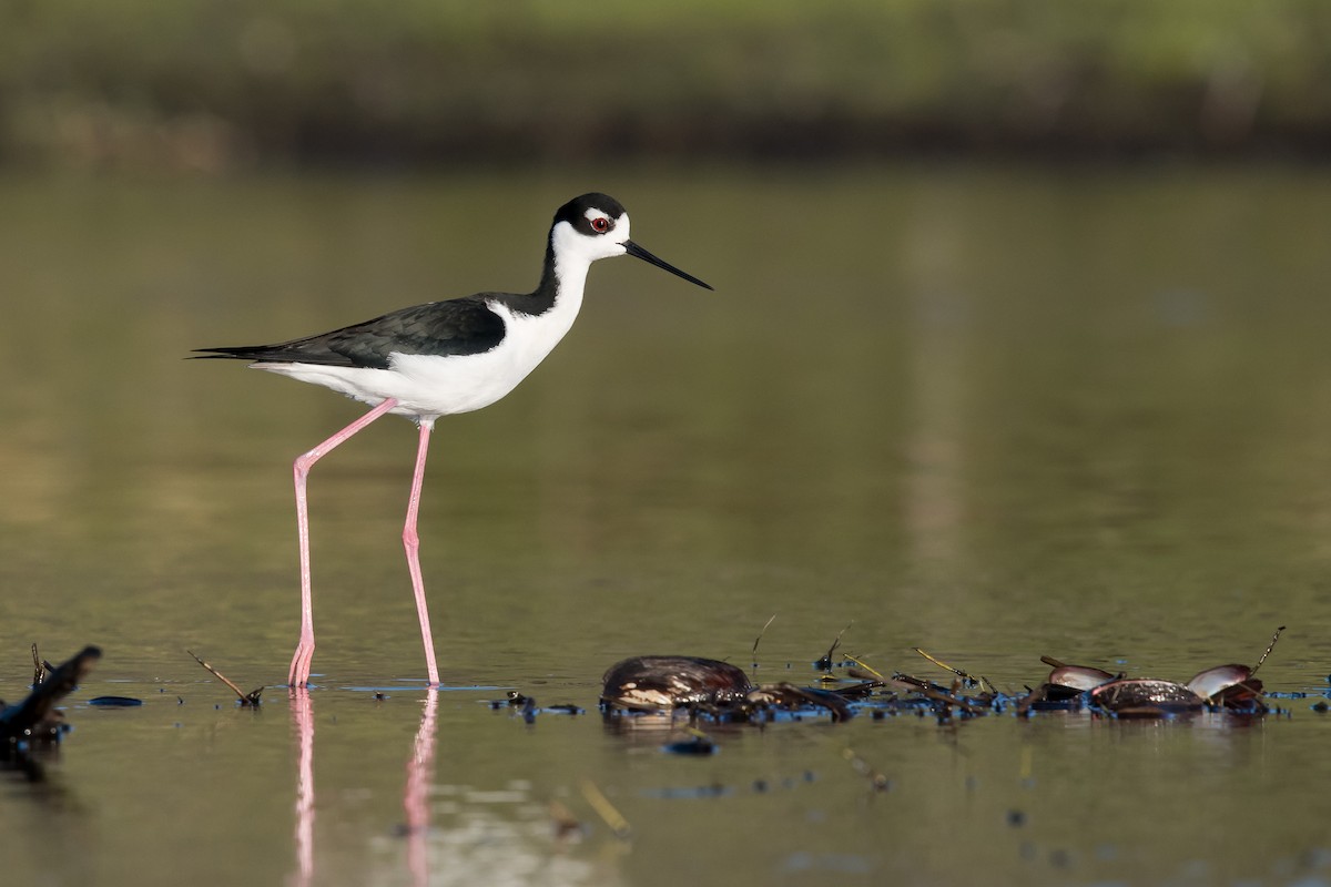 Black-necked Stilt - ML75502271