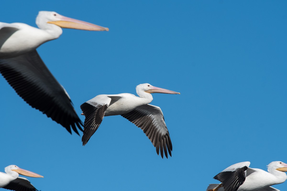 American White Pelican - ML75502851