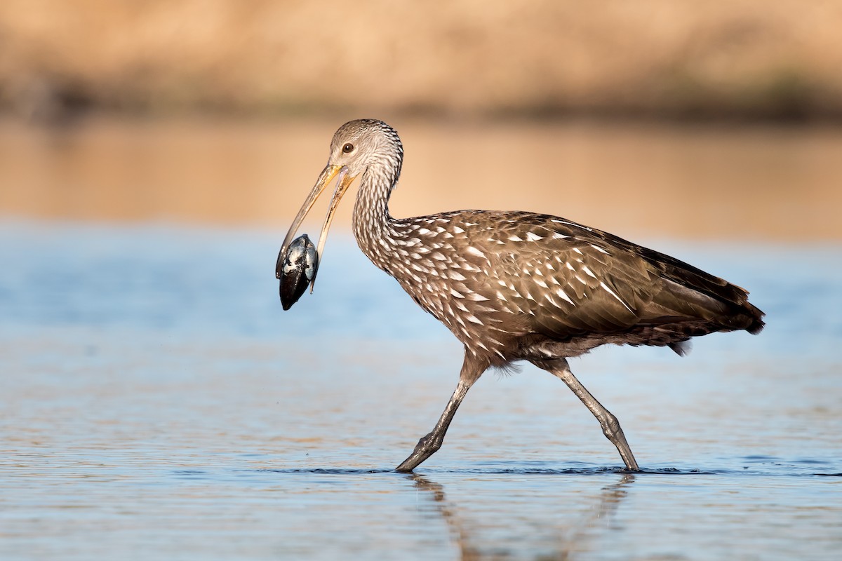 Limpkin - Melissa James