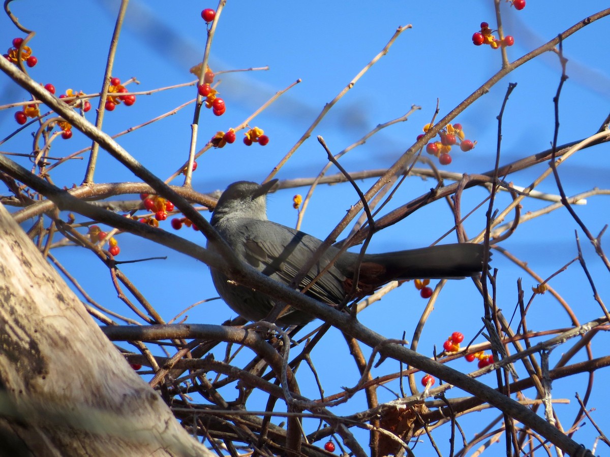 Gray Catbird - ML75503641