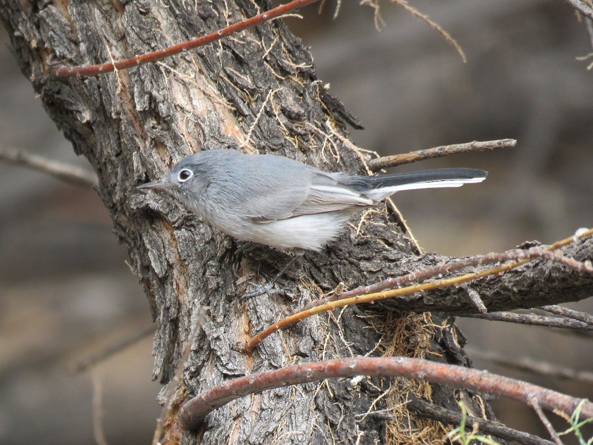 Gobemoucheron gris-bleu - ML75505131