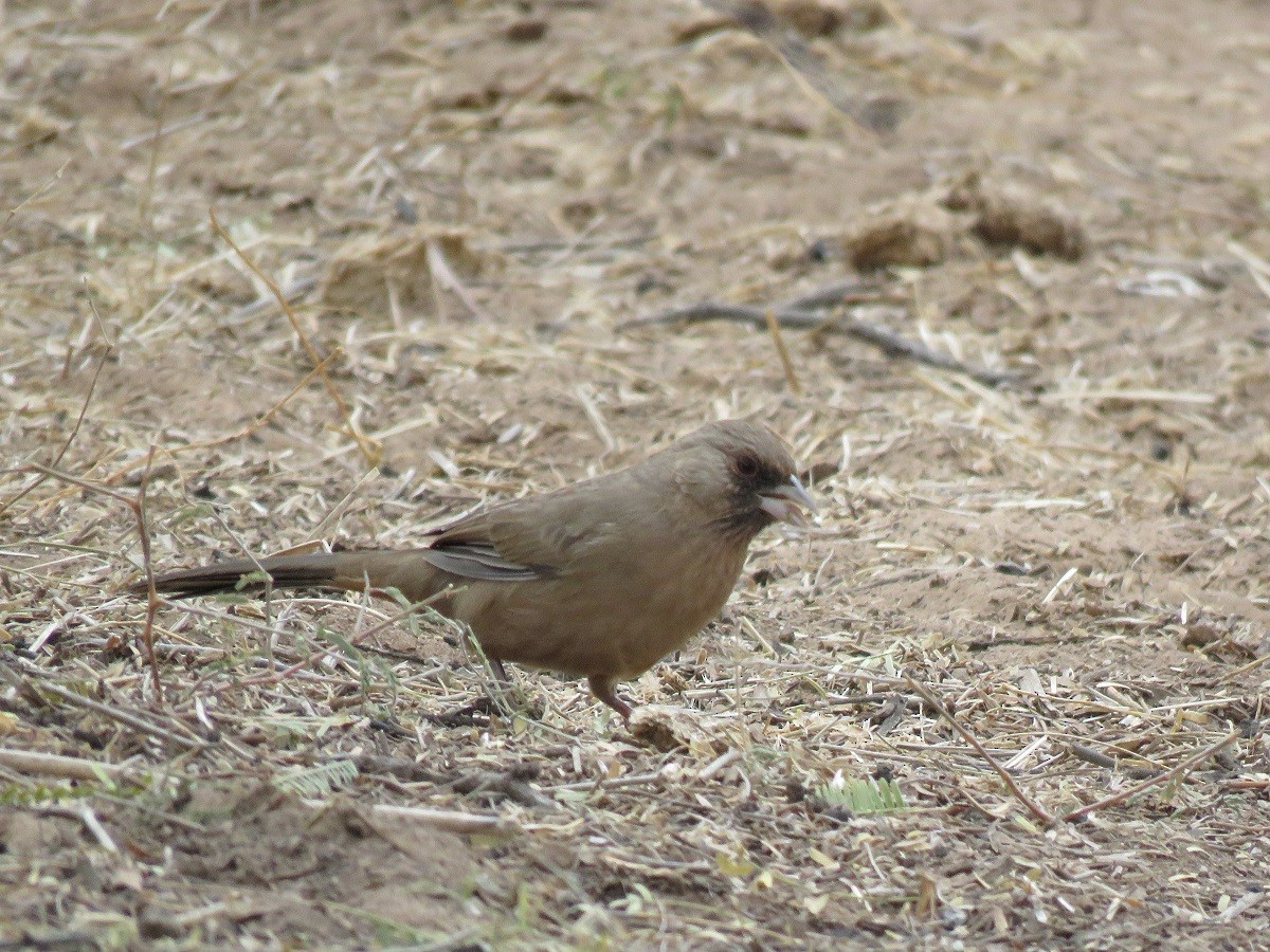 Abert's Towhee - Troy Corman