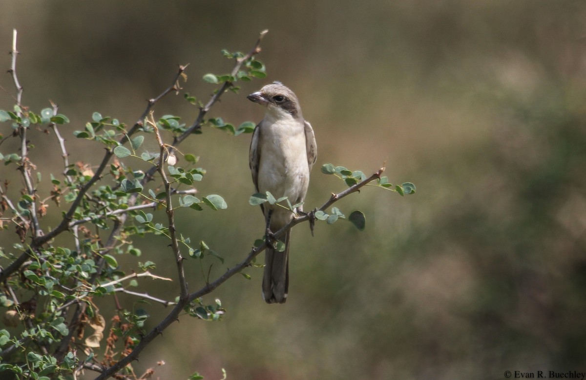 Great Gray Shrike - ML75506581