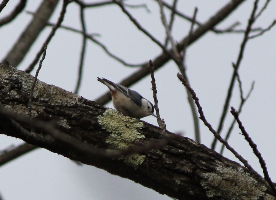 White-breasted Nuthatch - ML75506591