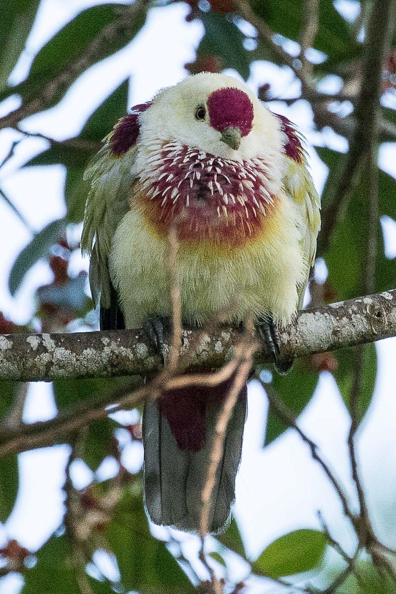 Many-colored Fruit-Dove - Eric VanderWerf