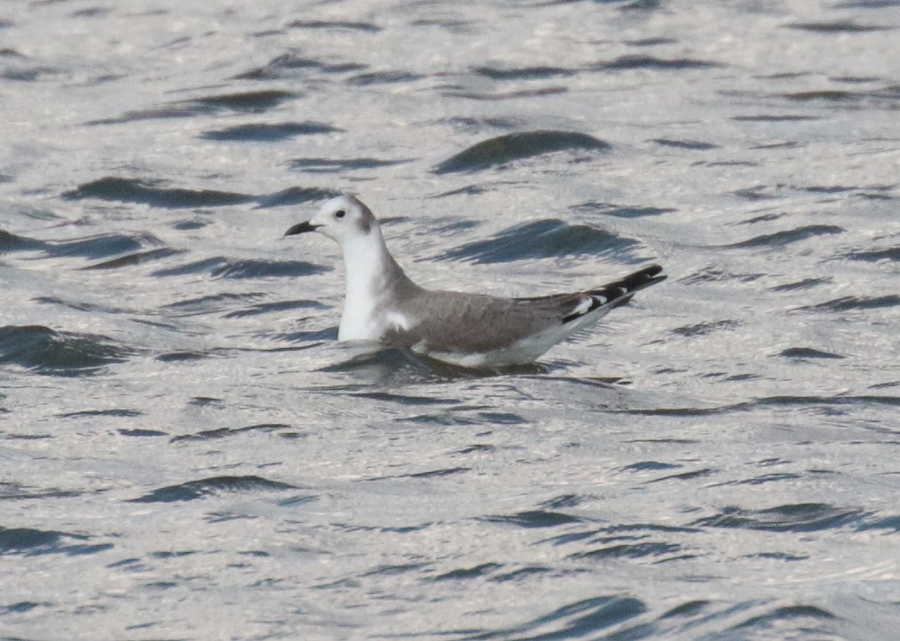 Sabine's Gull - ML75508671