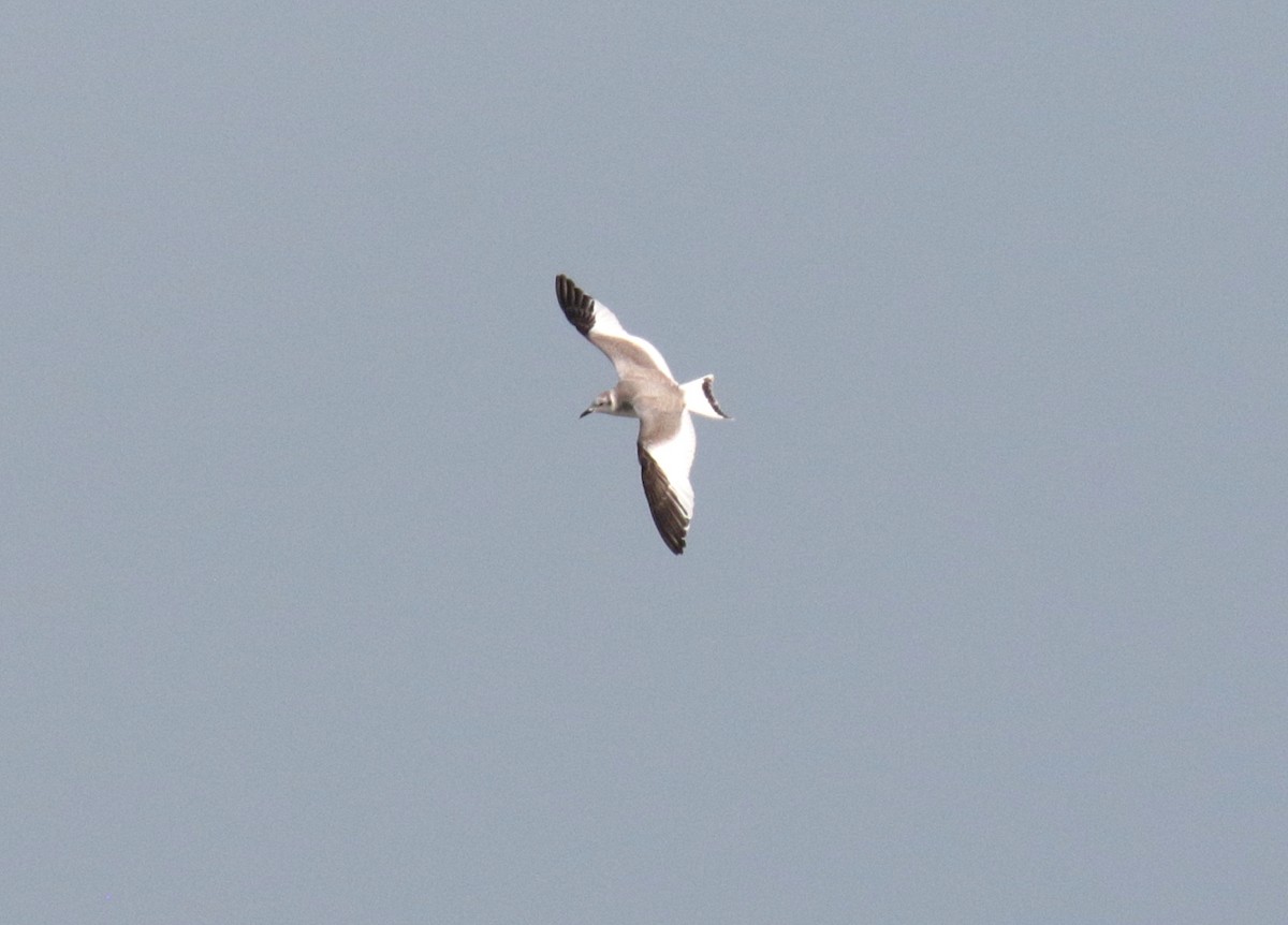 Sabine's Gull - ML75510031