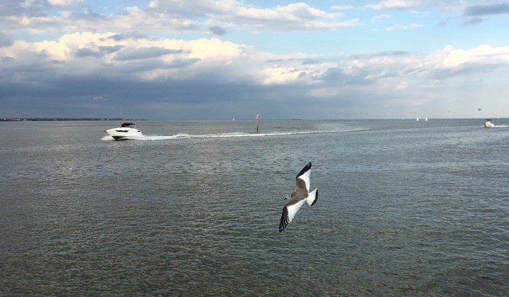 Sabine's Gull - ML75510851