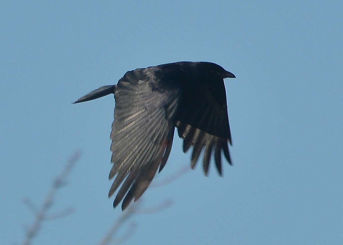 Fish Crow - John Wyatt
