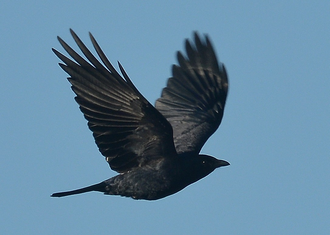 Fish Crow - ML75512411