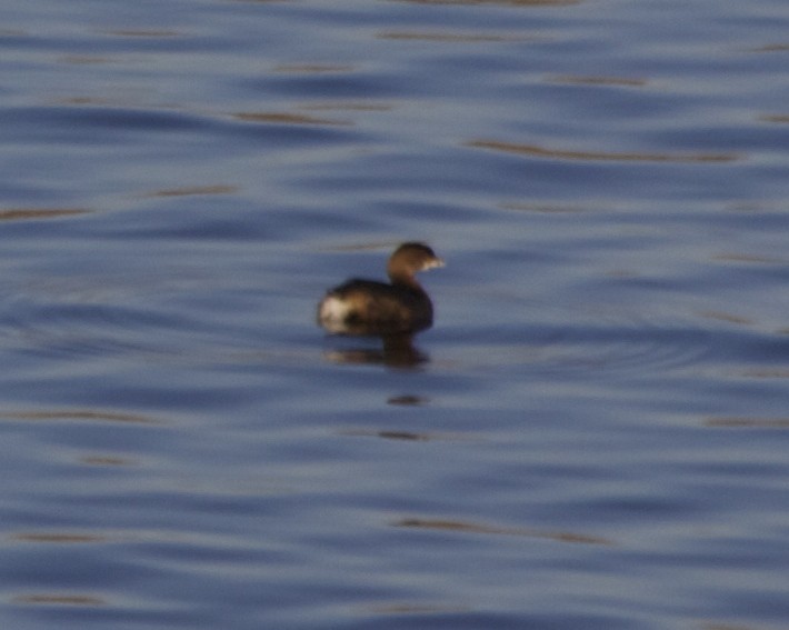 Pied-billed Grebe - Tim Antanaitis