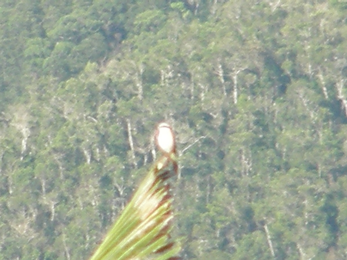 Brown Shrike - ML75513101