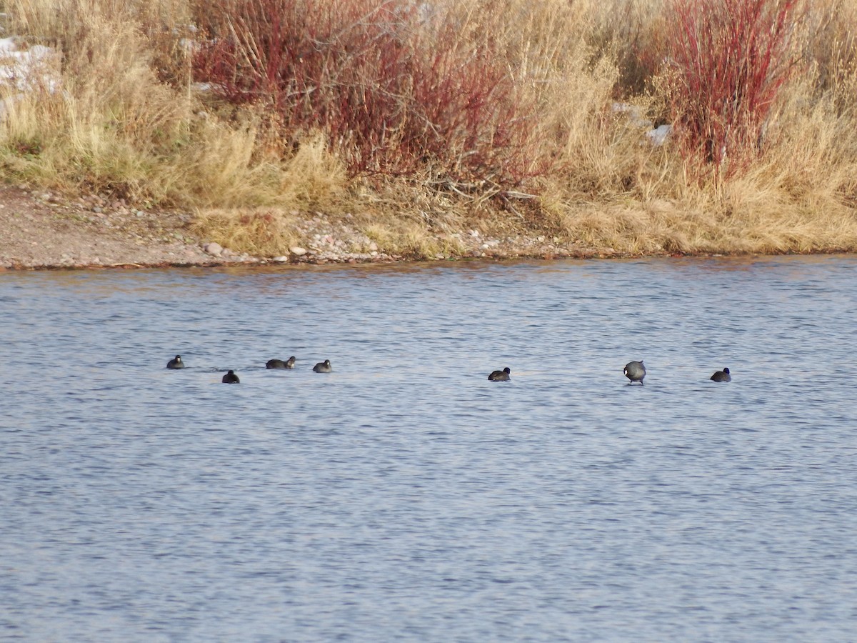 American Coot - ML75514601