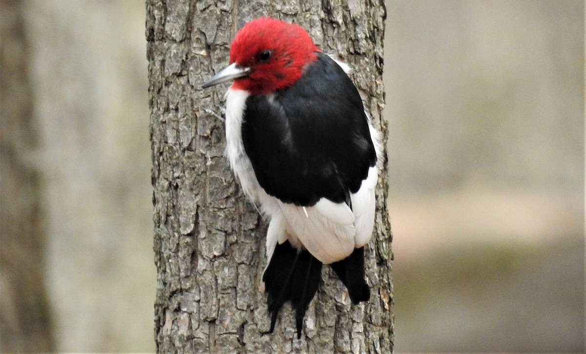 Red-headed Woodpecker - Jean W. Côté