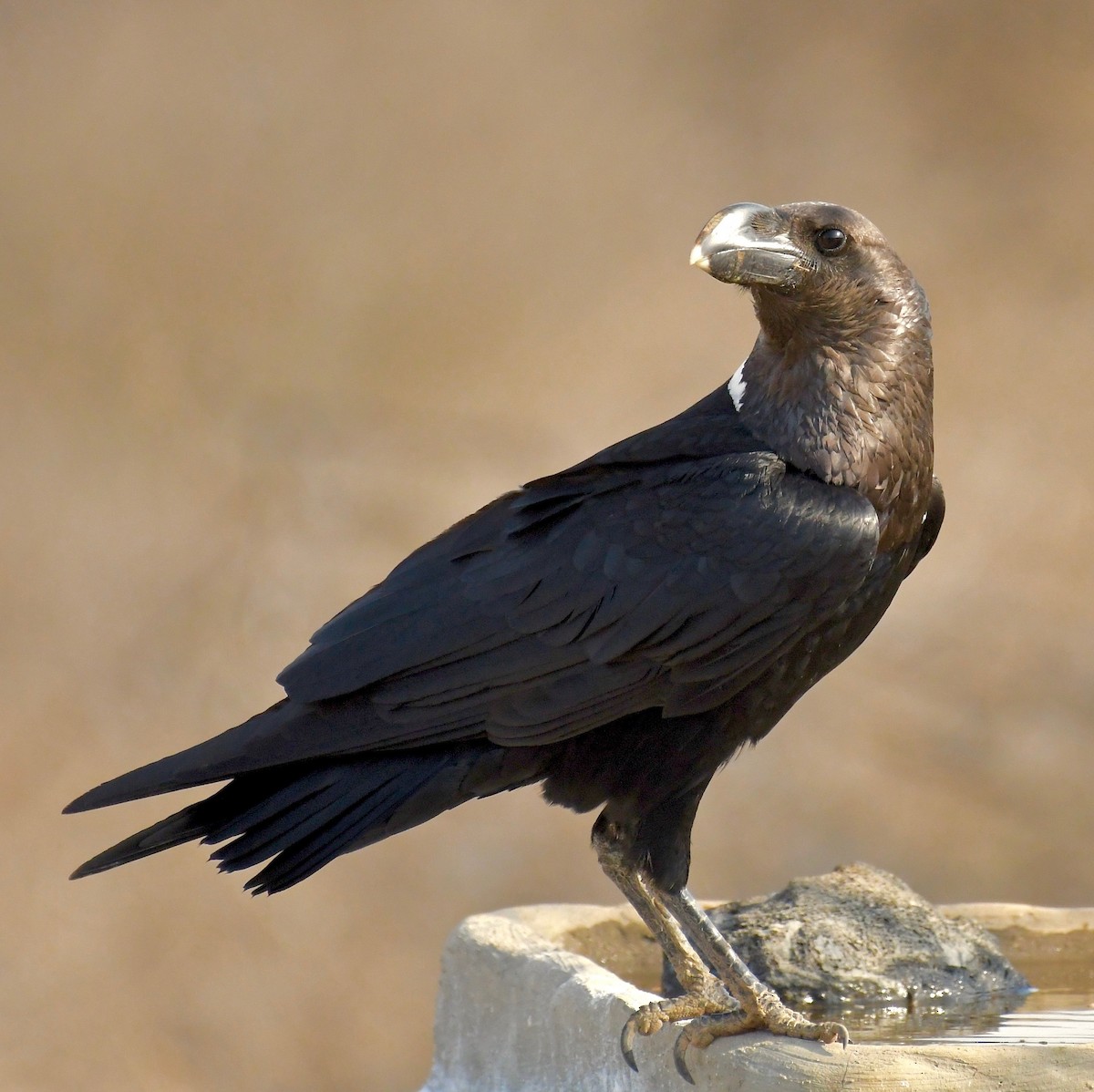 Corbeau à nuque blanche - ML75516841