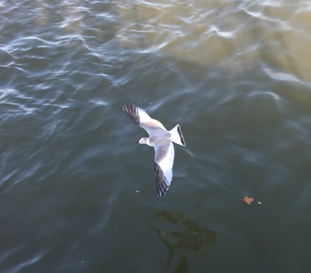 Sabine's Gull - ML75518801
