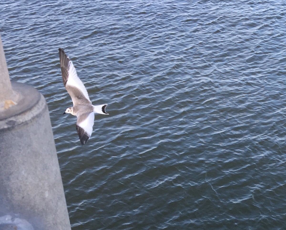 Sabine's Gull - ML75518811