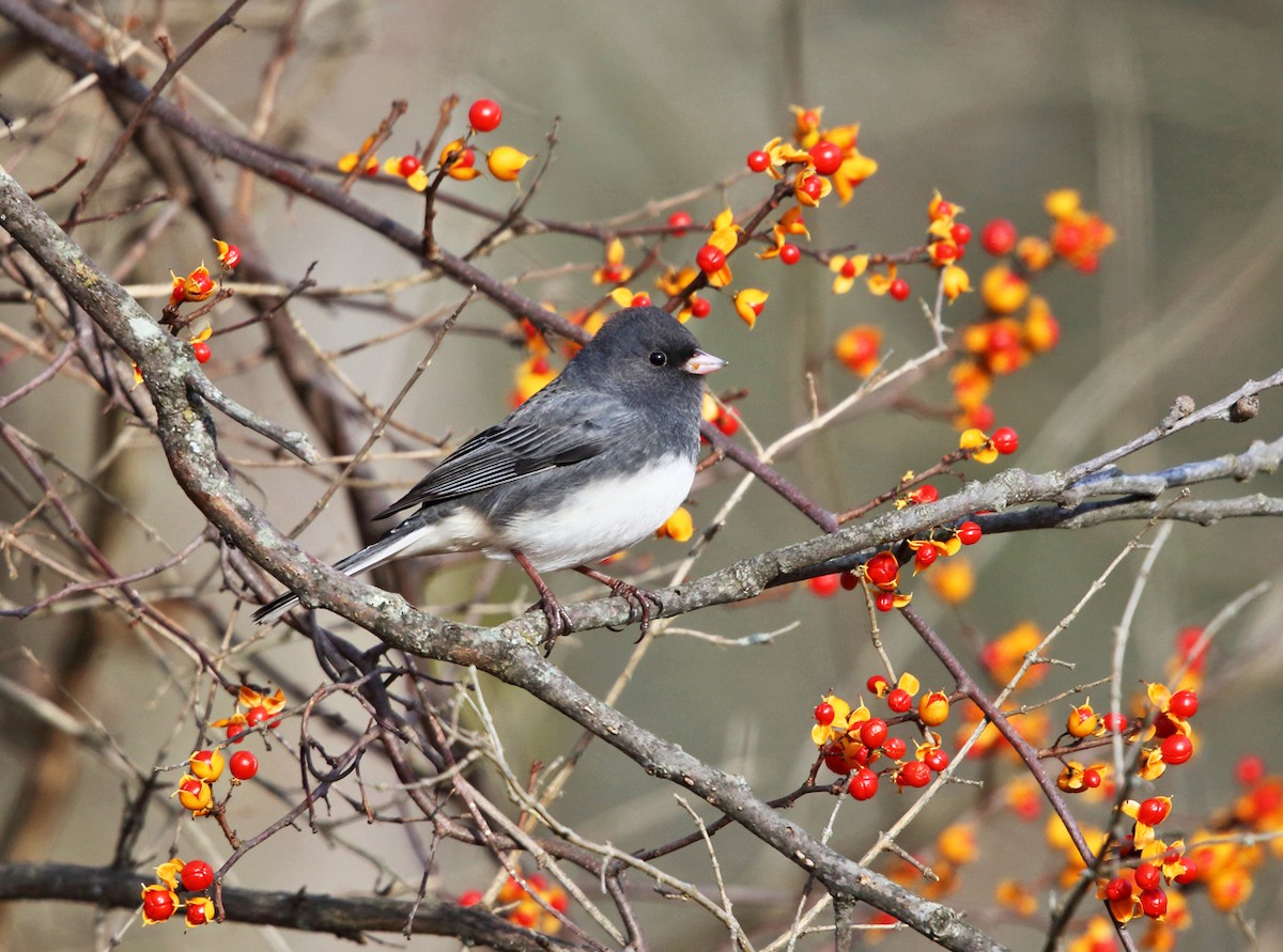 Dark-eyed Junco (Slate-colored) - ML75519091