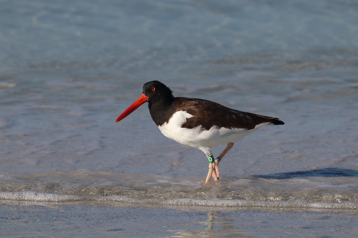 American Oystercatcher - William Scott